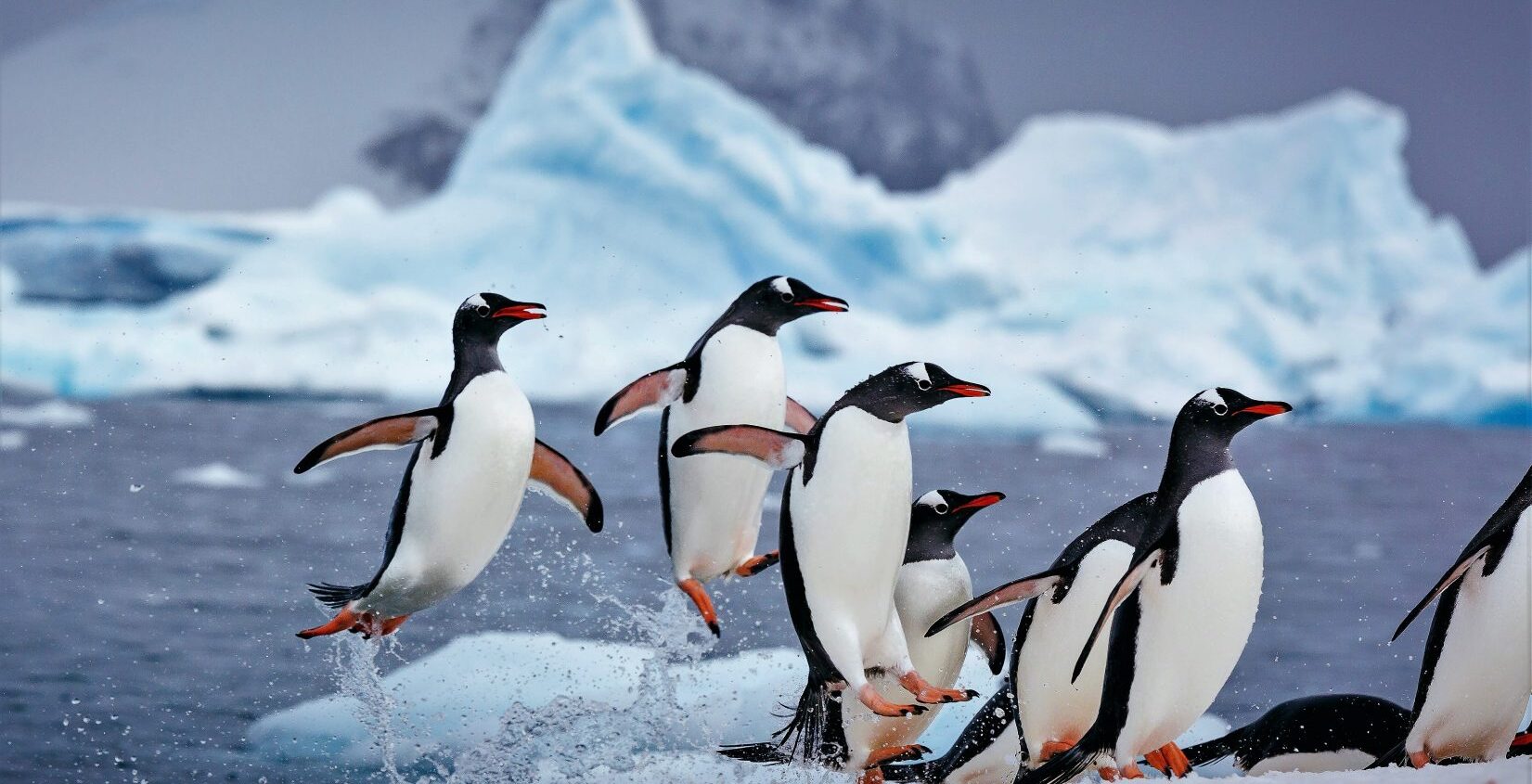 Antarctic Peninsula Cruises