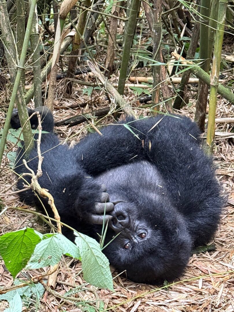 Rwanda - C. Shaw