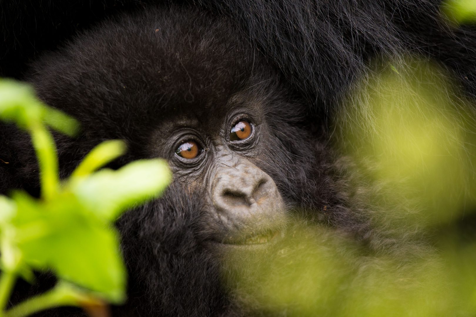 Uganda Safari and Gorillas