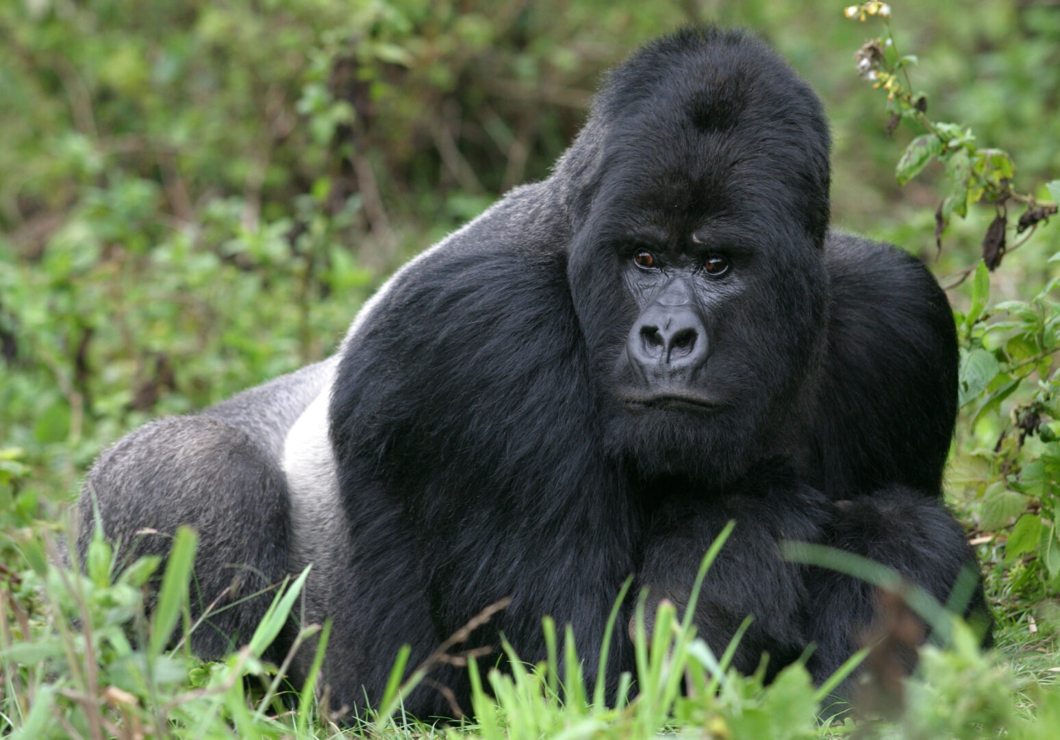 A silverback mountain gorilla in Uganda or Rwanda