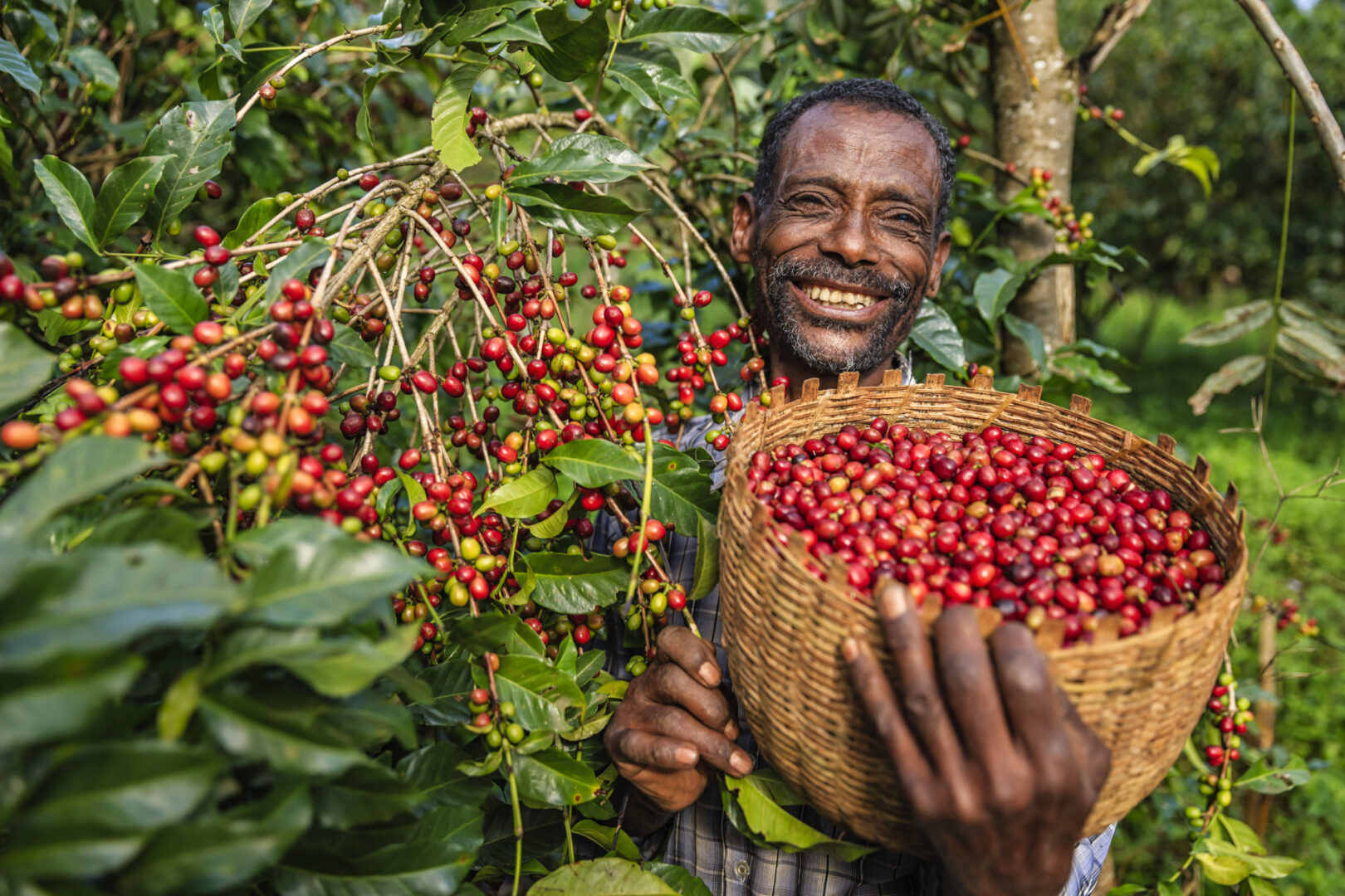 A man collecting coffee beans