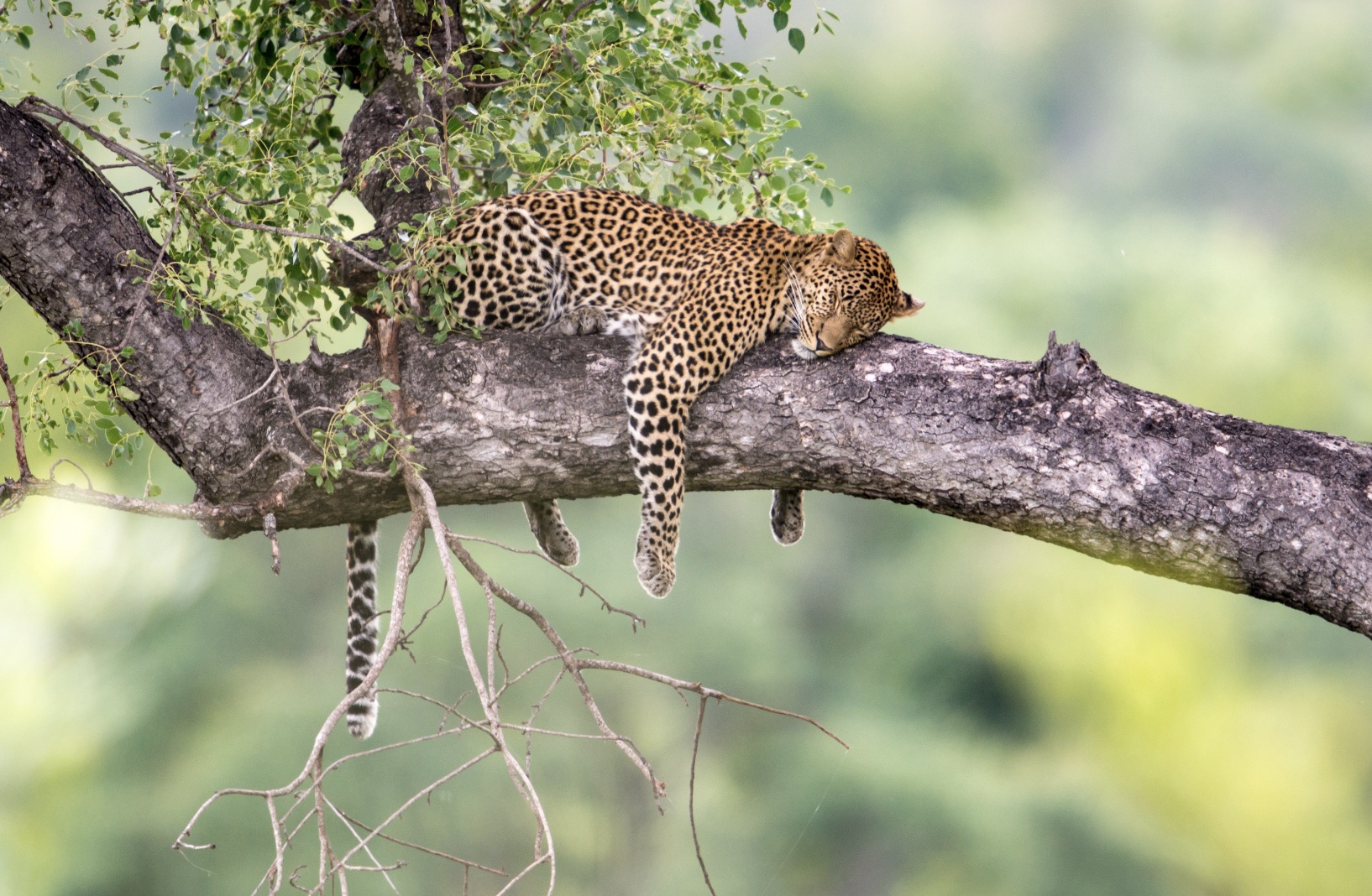 Leopard in Kruger National Park