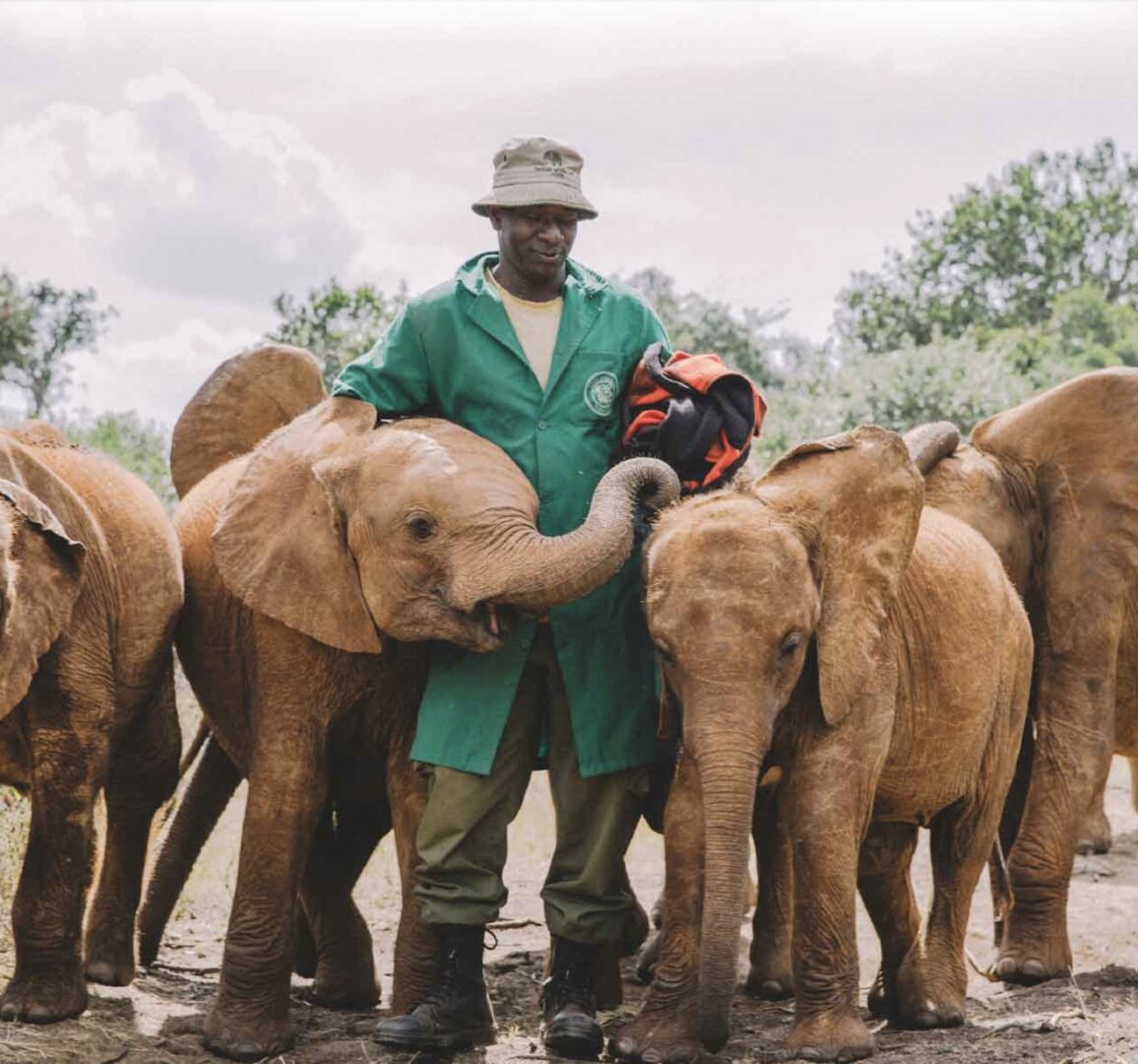 An orphan elephant at the David Sheldrick Wildlife Trust being fed in Nairobi, Kenya