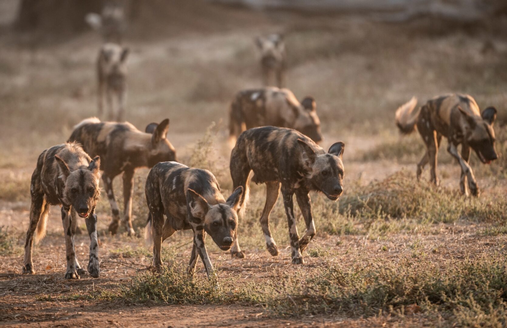 Wild dogs in the Lower Zambezi area of Zambia