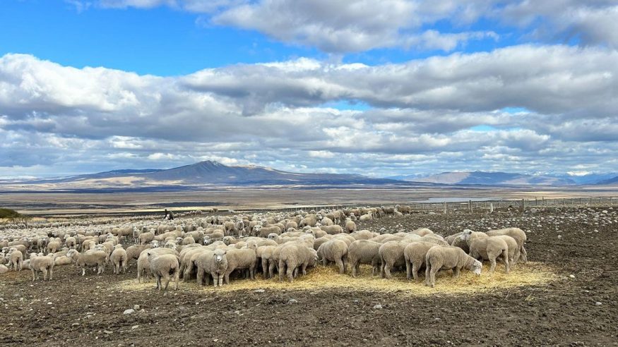 Sheep at Estancia Cerro Guido