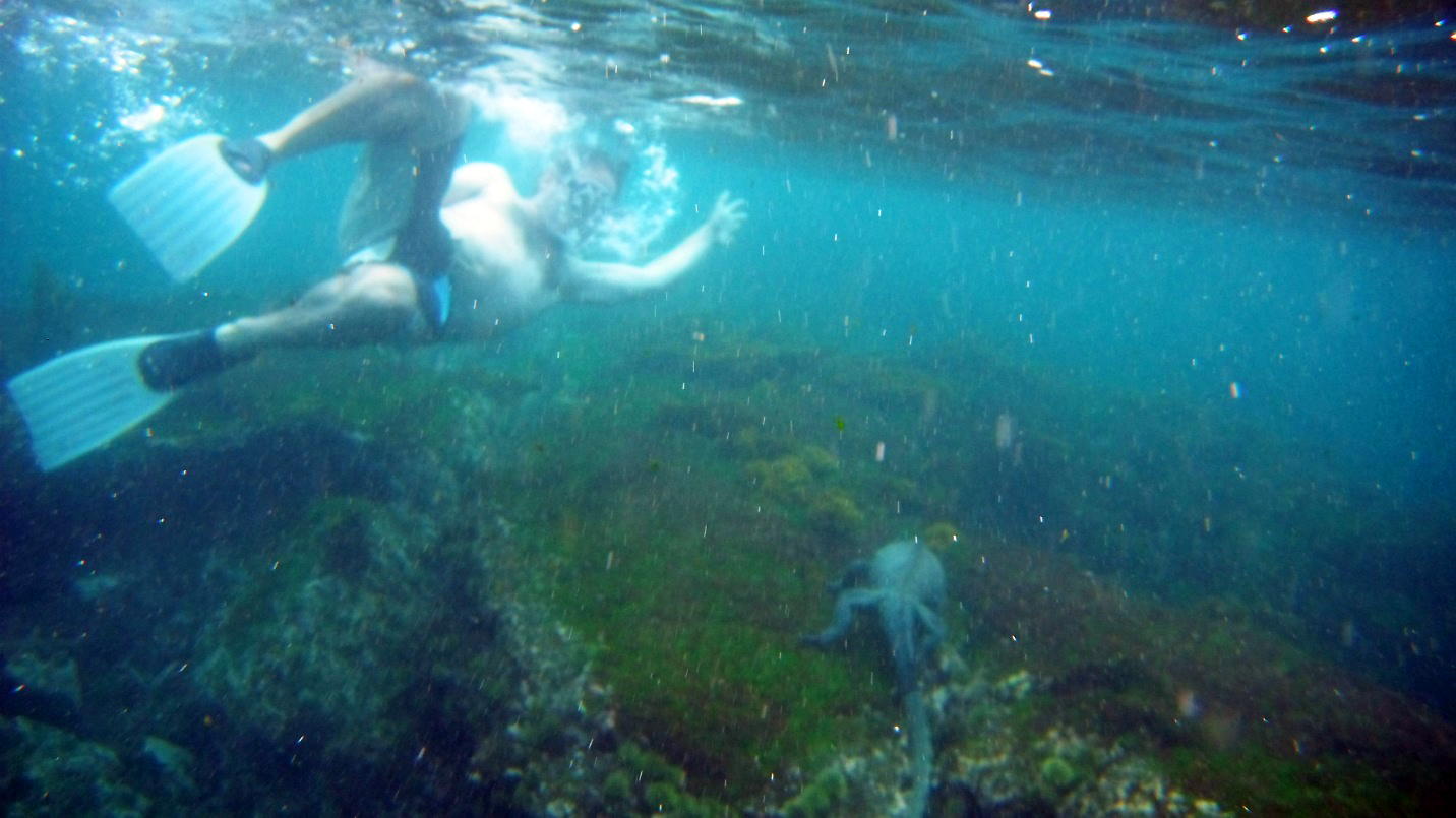 Swimming with sea creatures