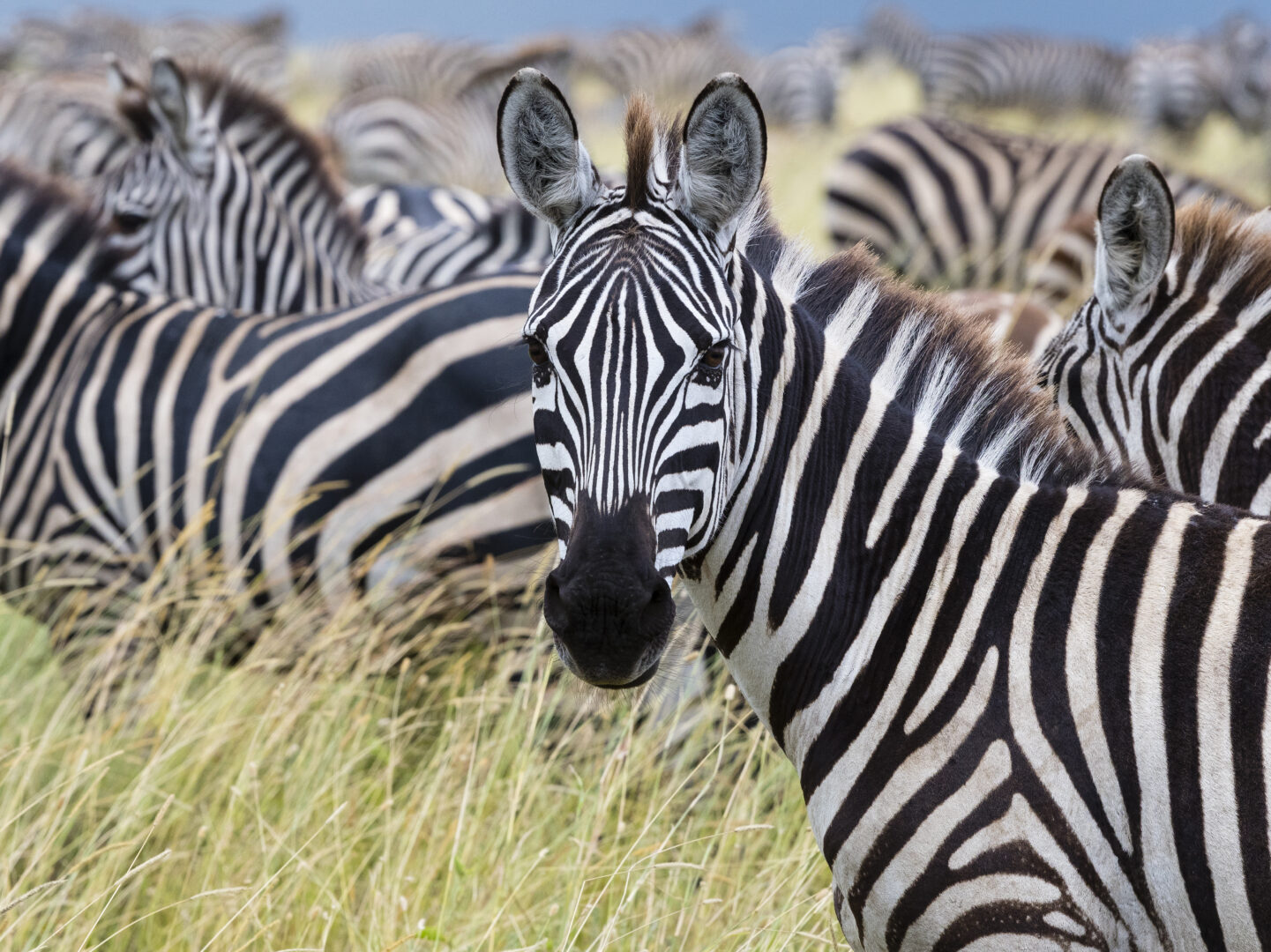 Iconic Tanzania