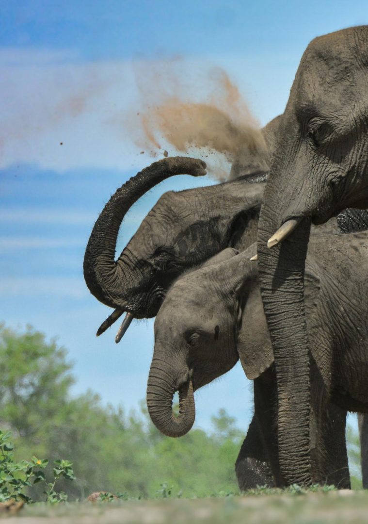 2026 Vaya safari Travels