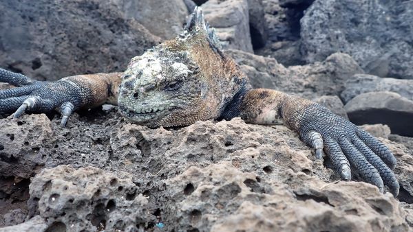A close-up view of a Galapagos Marine Iguana's face, front arms, and claws.