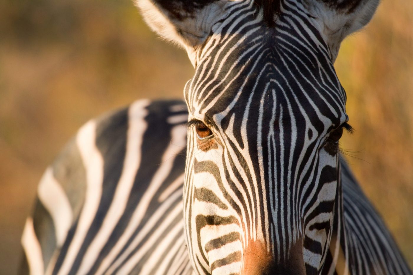 Zambia Highlights