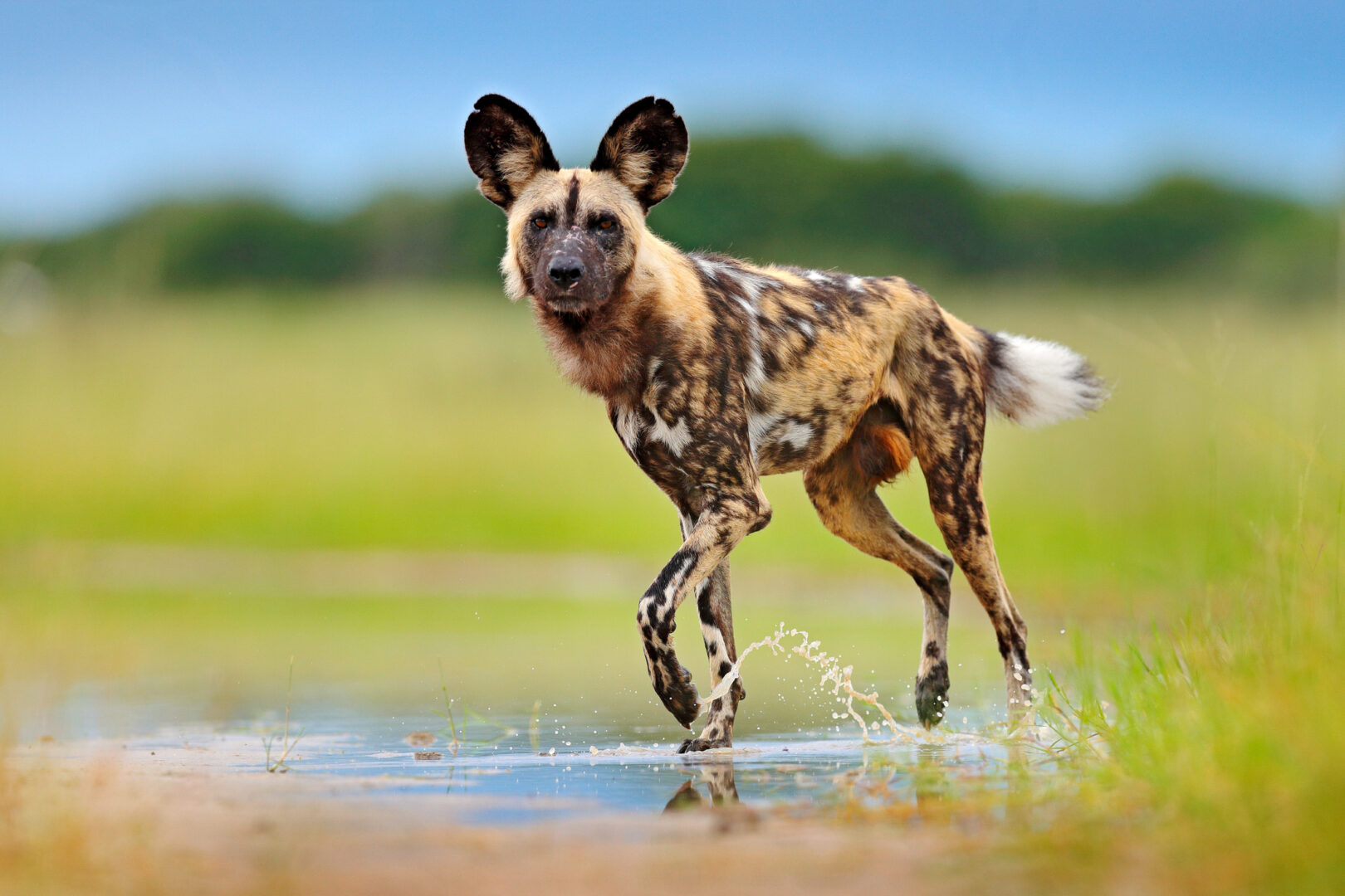 Zambia and Malawi Bush & Beach Safari