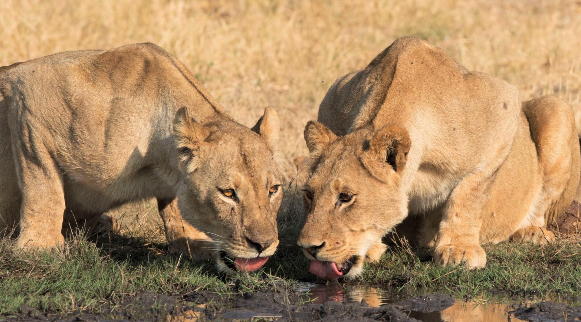 Lions in Hwange, Zimbabwe