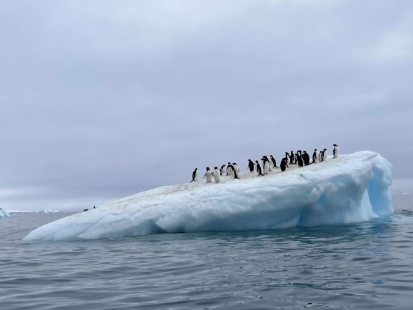 A group of penguins gather on ice in Antarctica.