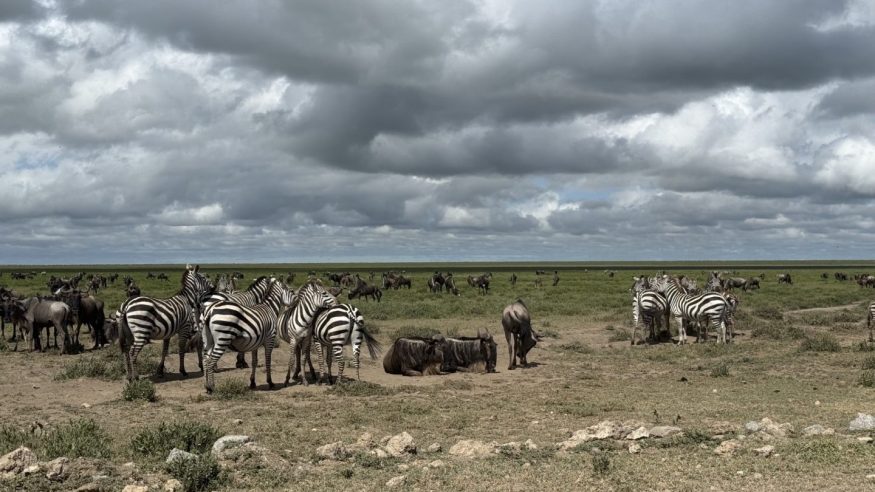 The Great Migration in Kenya/Tanzania