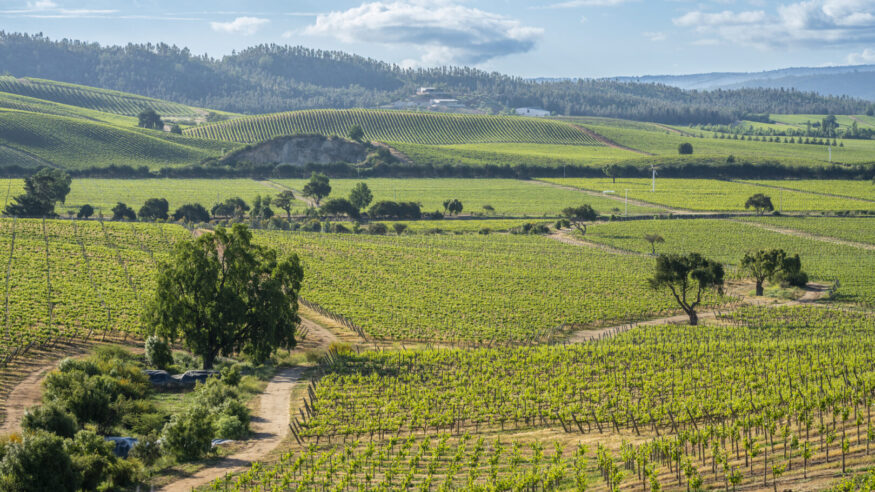 Casablanca is an area at the middle of Chile very famous because of its wineries and vineyards. Expending some time is an amazing way of knowing one of the biggest industries after mining: Wine