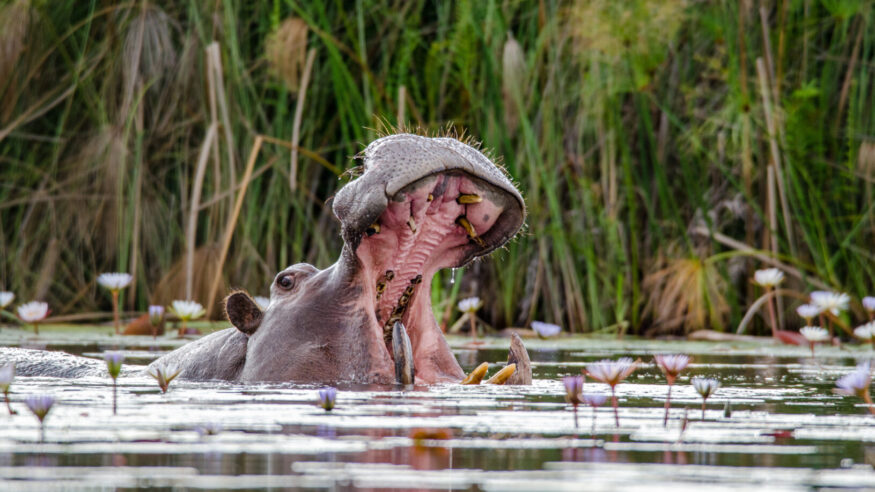 A hippopotamus opening its mouth in the Okavango Delta in Botswana during the dry season.