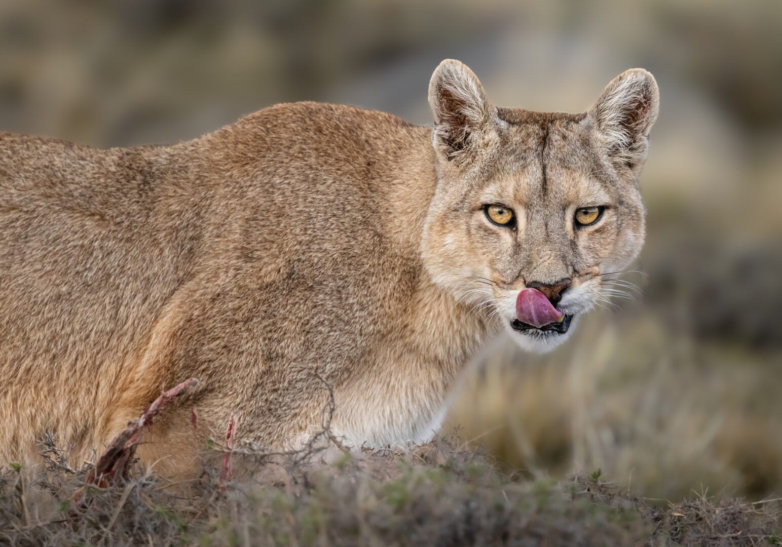 A puma in Argentina
