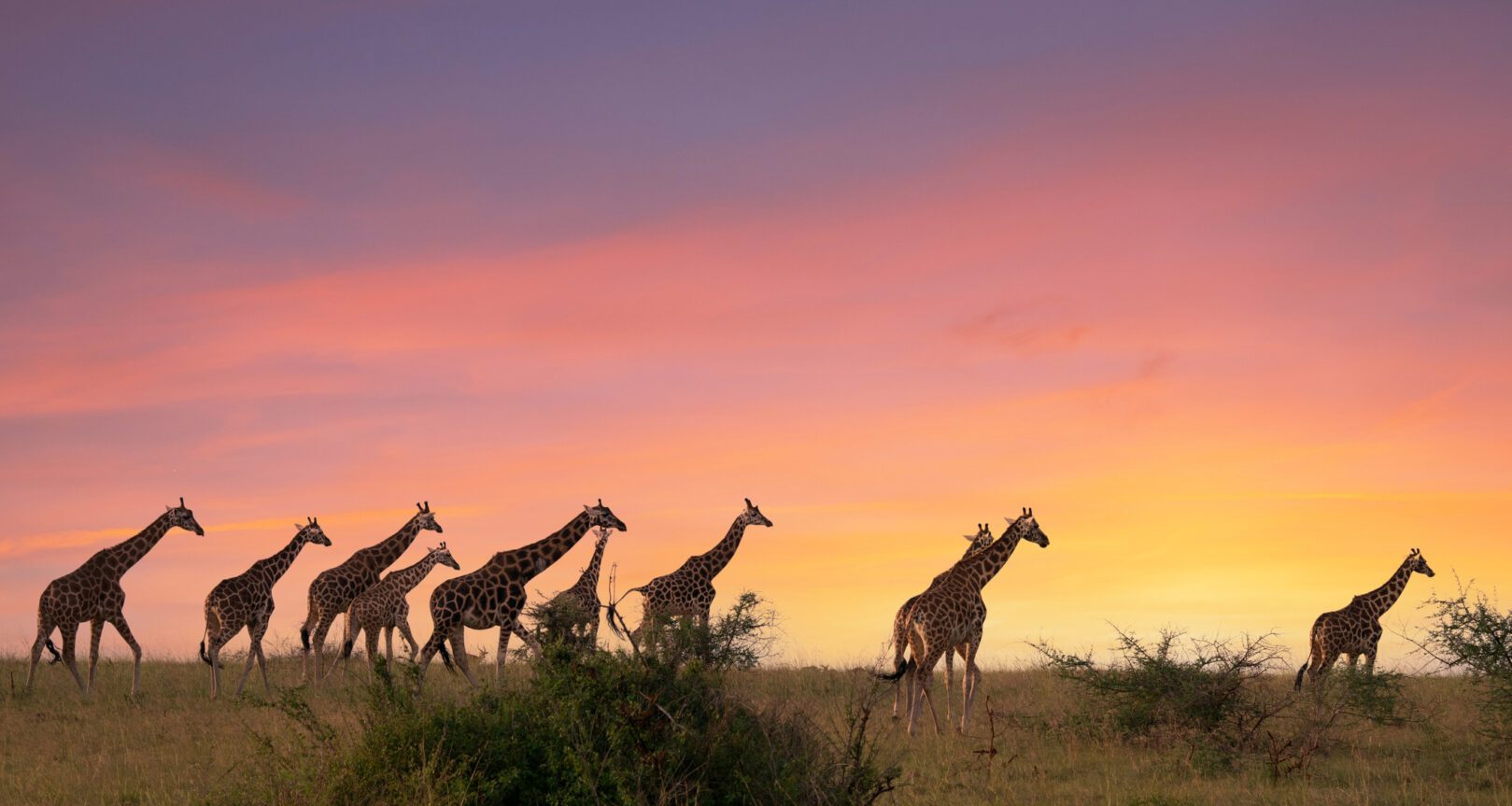 A herd of giraffes on safari in Kibale, Uganda