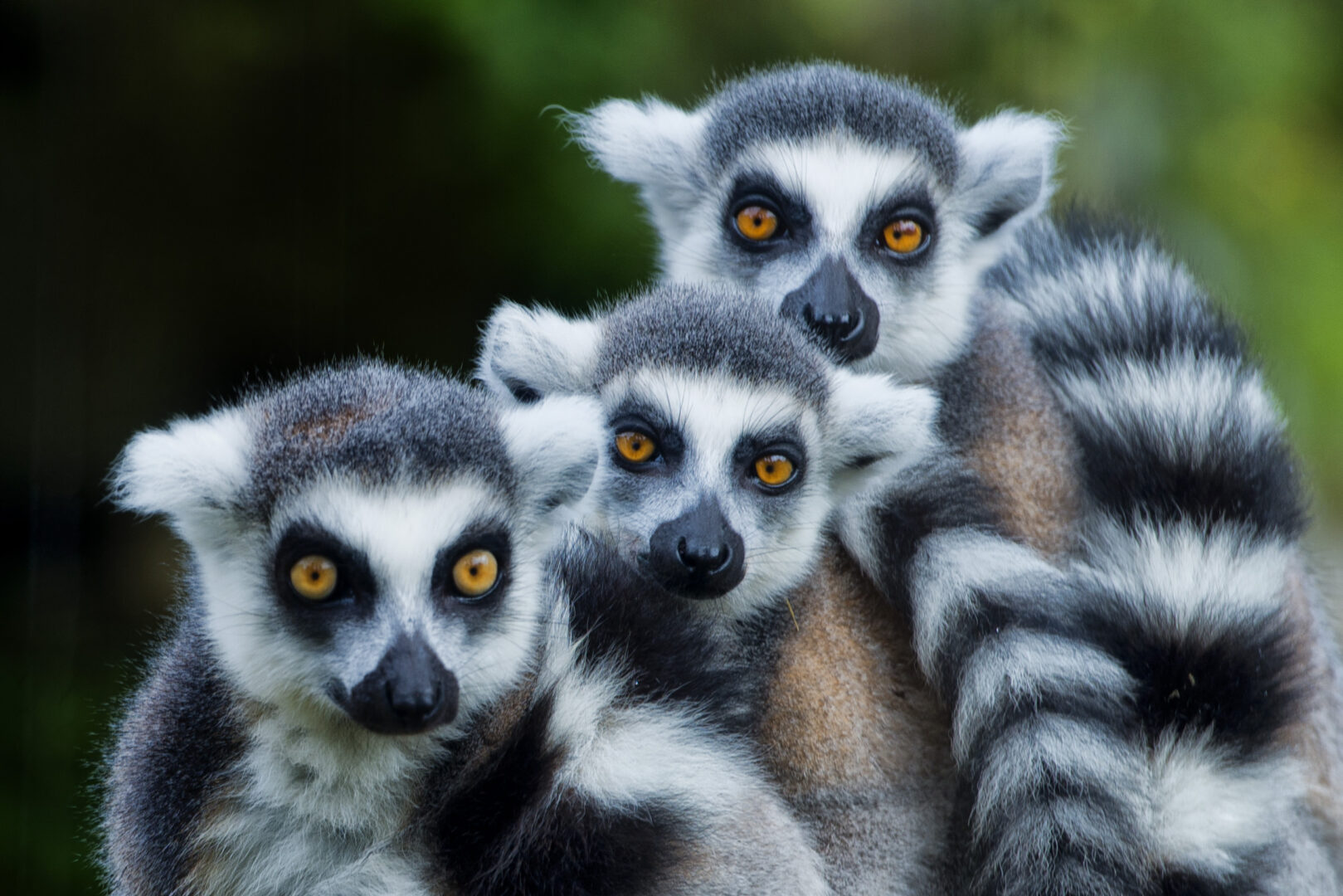 Madagascar Southern Highlights