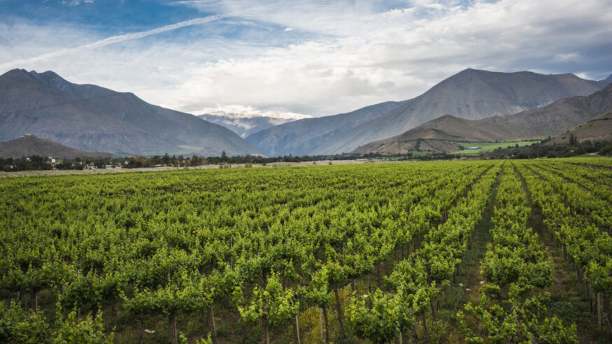 Spring Vineyard when Grapevine flower are transforming into a grape berry. Elqui Valley, Andes part of Atacama Desert in the Coquimbo region, Chile