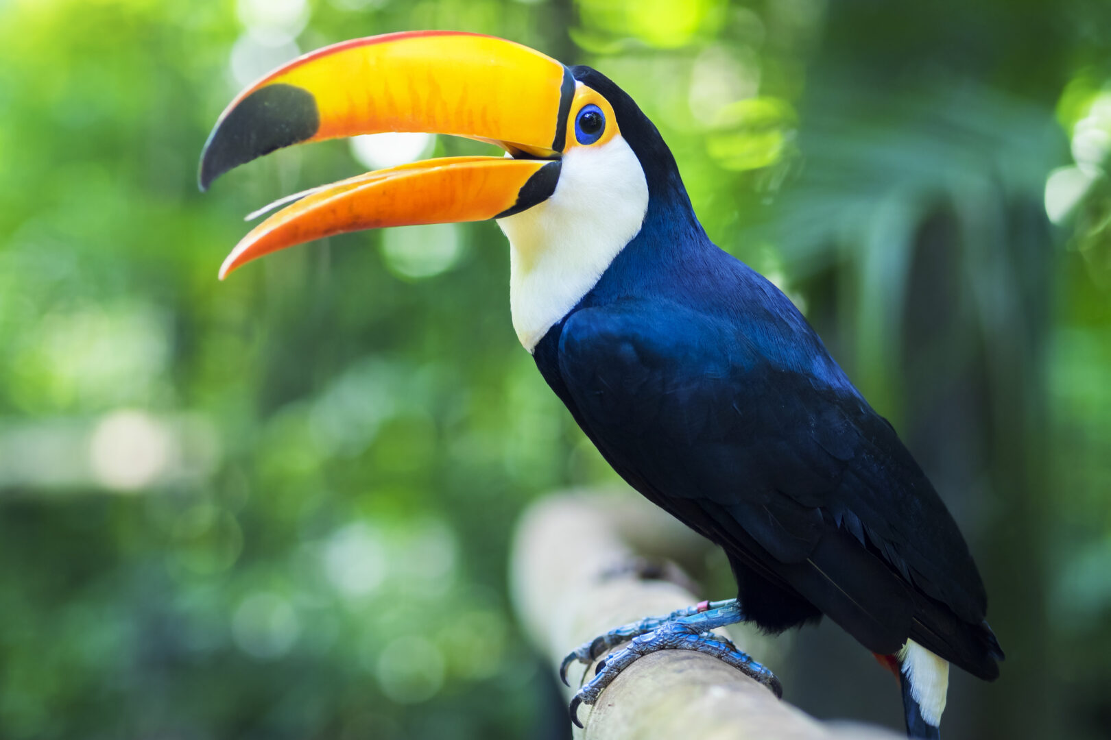 Exotic toucan bird in natural setting in Foz do Iguacu, Brazil.