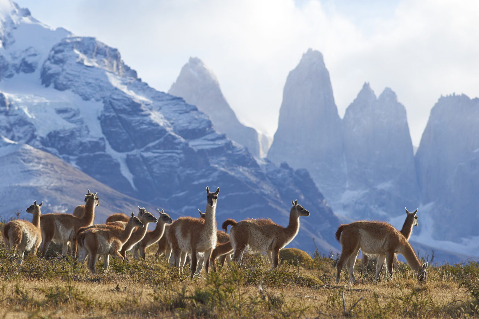 Guanacos in Torres del Paine National Park