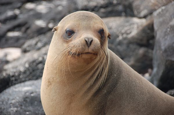 Up-close portrait of a Galapagos sea lion.